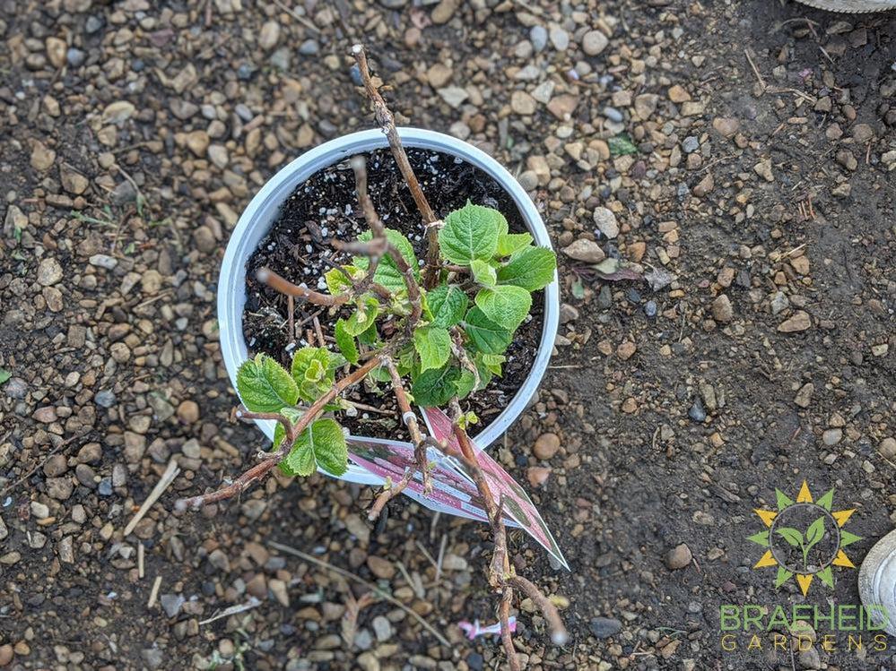 Invincibelle® Spirit II Hydrangea