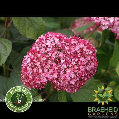 Invincibelle® Spirit II Hydrangea