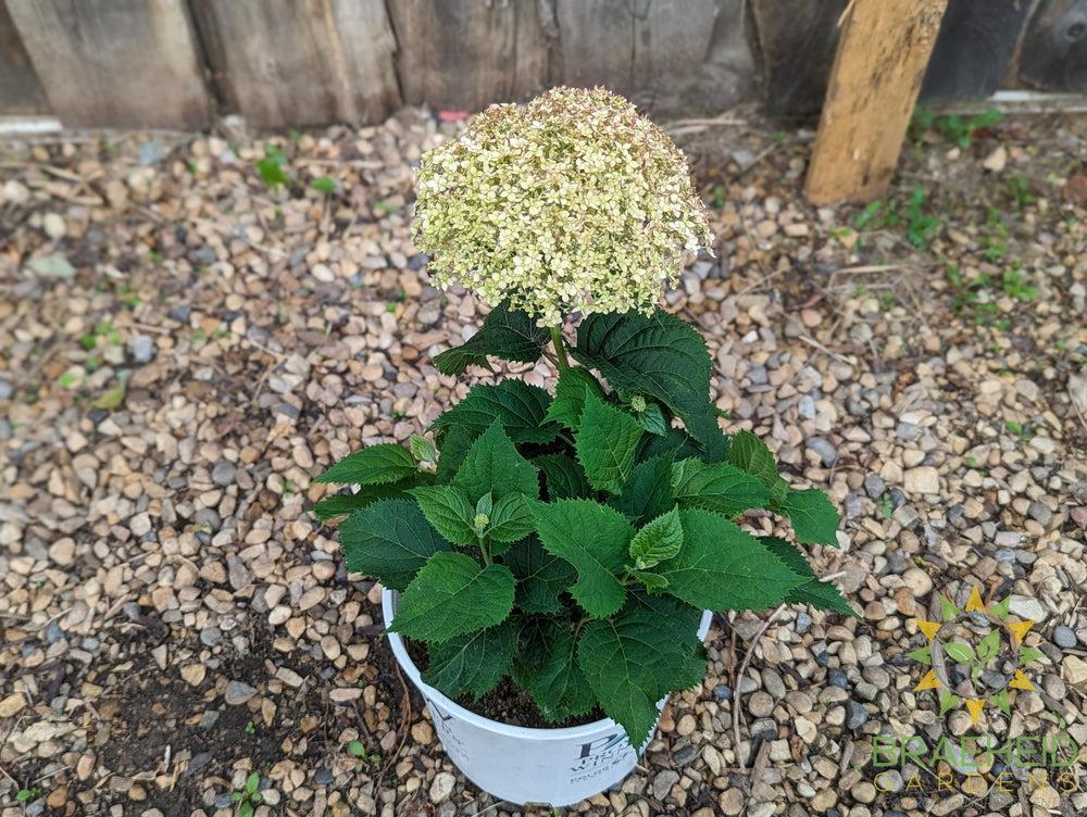 Invincibelle® Wee White™ Hydrangea