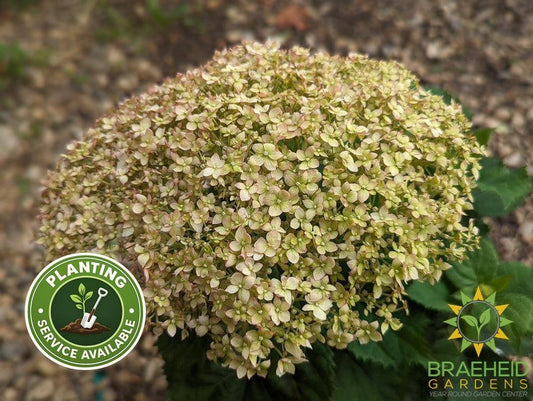 Invincibelle® Wee White™ Hydrangea