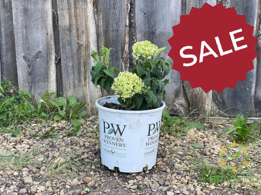 Invincibelle® Limetta® Hydrangea