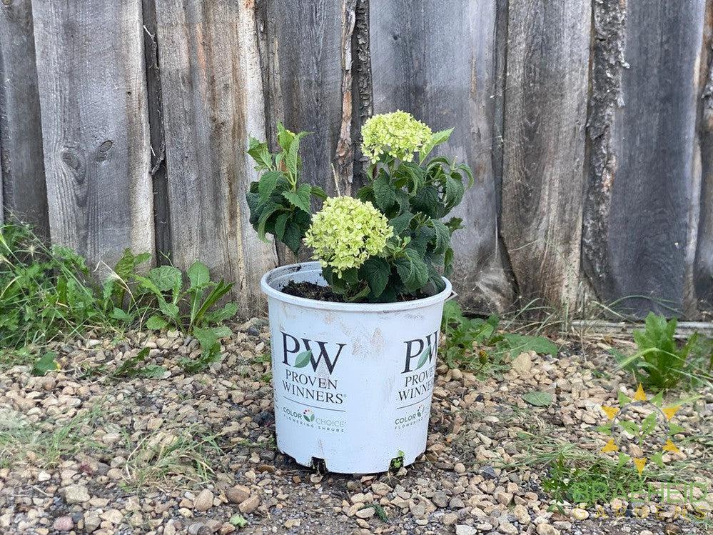 Invincibelle® Limetta® Hydrangea