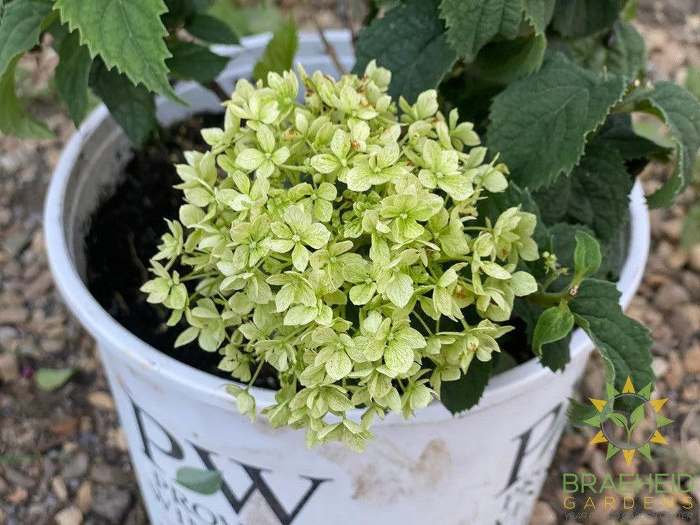 Invincibelle® Limetta® Hydrangea