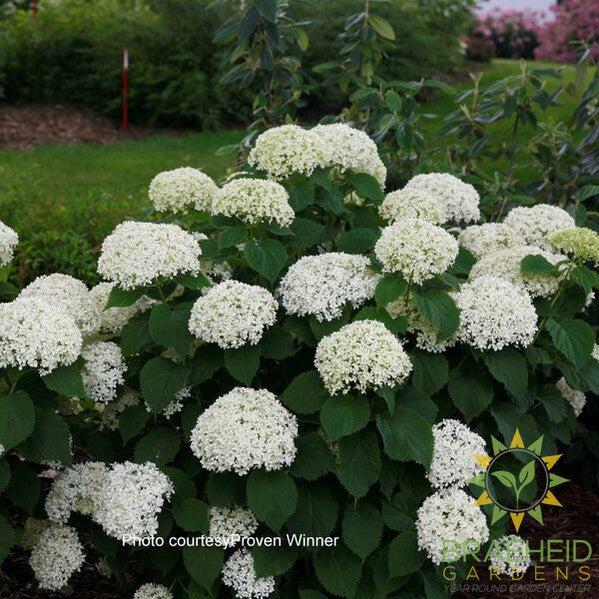 Invincibelle® Limetta® Hydrangea