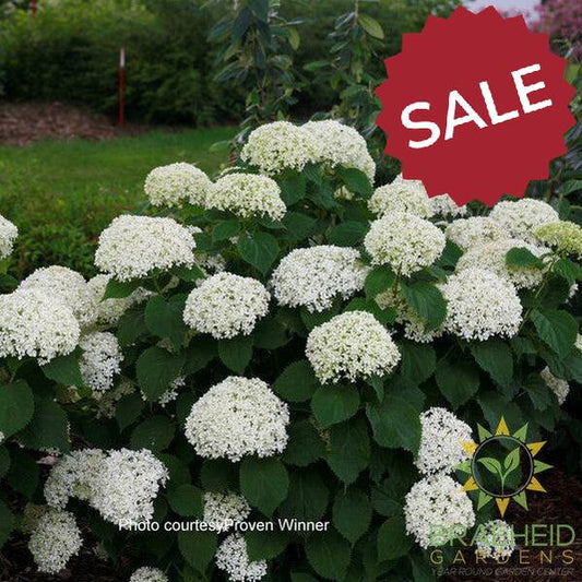 Invincibelle® Limetta® Hydrangea