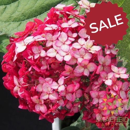 Invincibelle® Ruby Hydrangea