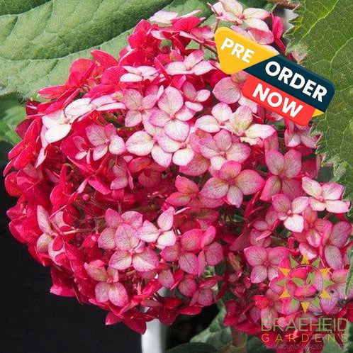 Invincibelle® Ruby Hydrangea