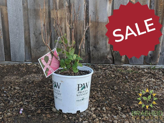 Invincibelle® Spirit II Hydrangea