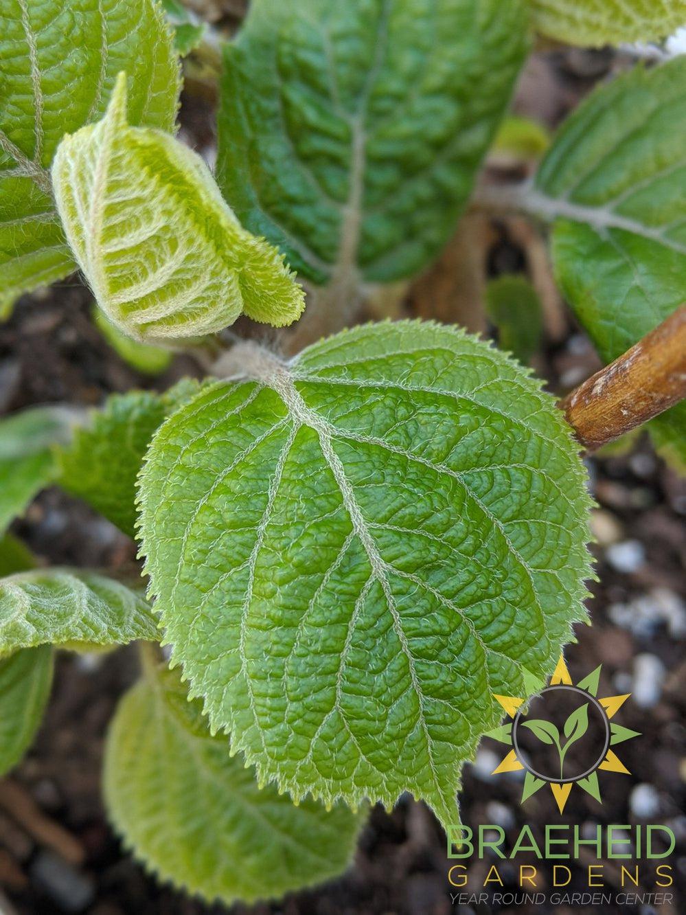 Invincibelle® Spirit II Hydrangea