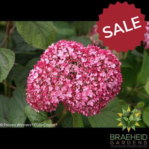 Invincibelle® Spirit II Hydrangea
