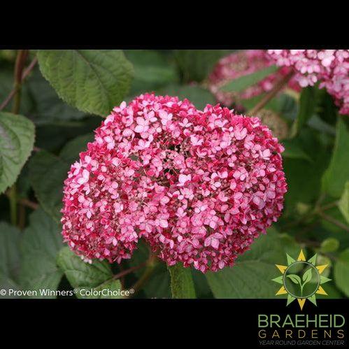 Invincibelle® Spirit II Hydrangea