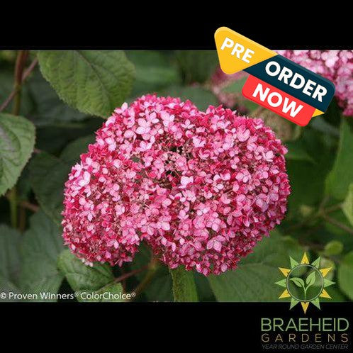 Invincibelle® Spirit II Hydrangea