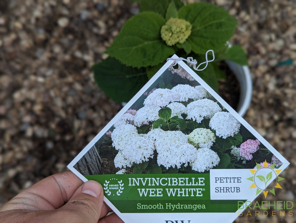 Invincibelle® Wee White™ Hydrangea