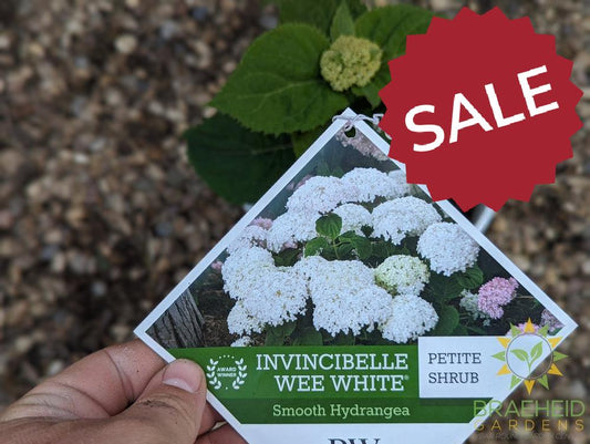 Invincibelle® Wee White™ Hydrangea