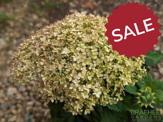 Invincibelle® Wee White™ Hydrangea