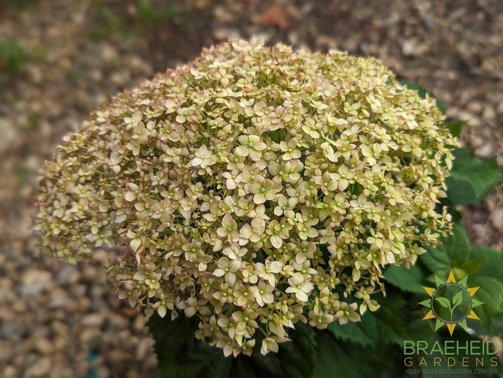 Invincibelle® Wee White™ Hydrangea