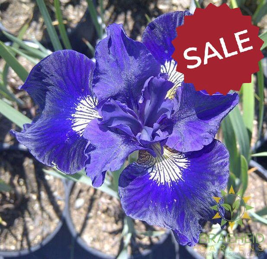 Ruffled Velvet Siberian Iris