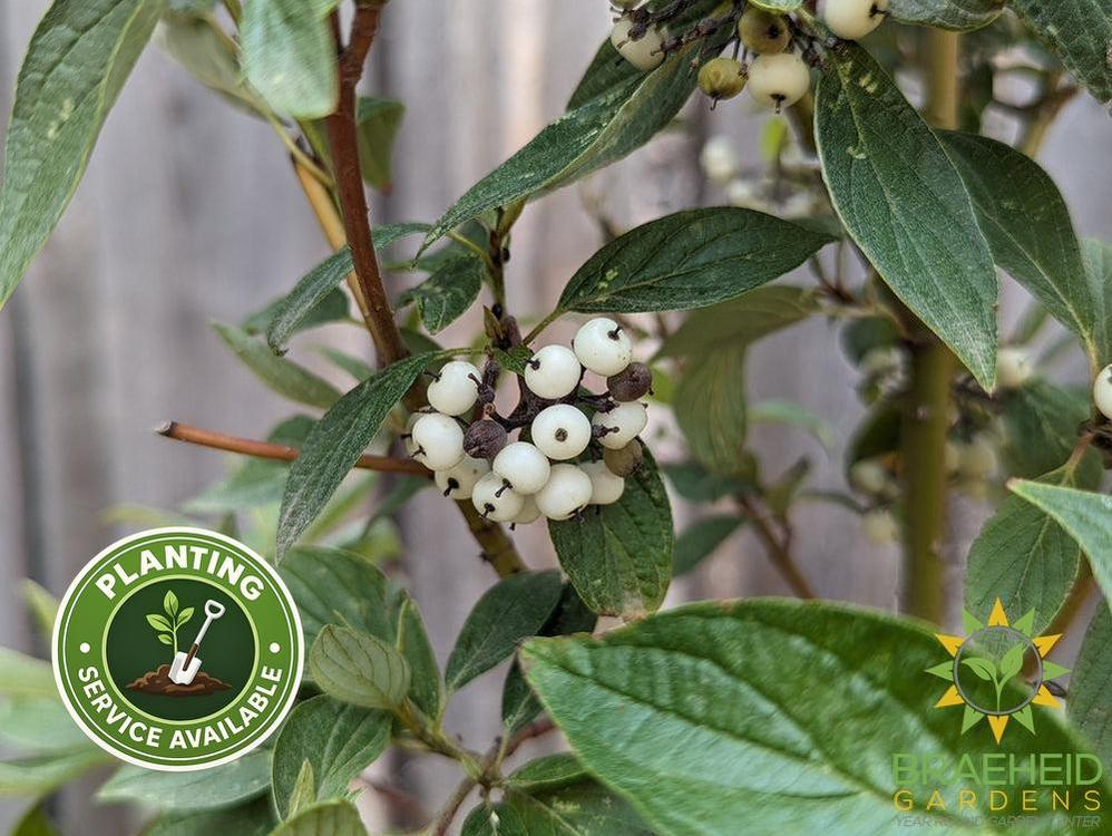 Isanti Dogwood