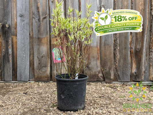 Ivory Halo® Dogwood