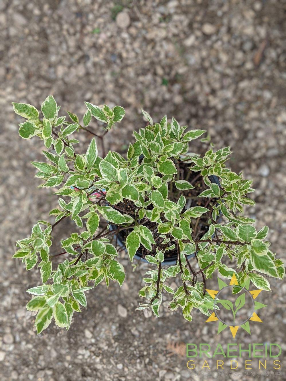 Ivory Halo® Dogwood