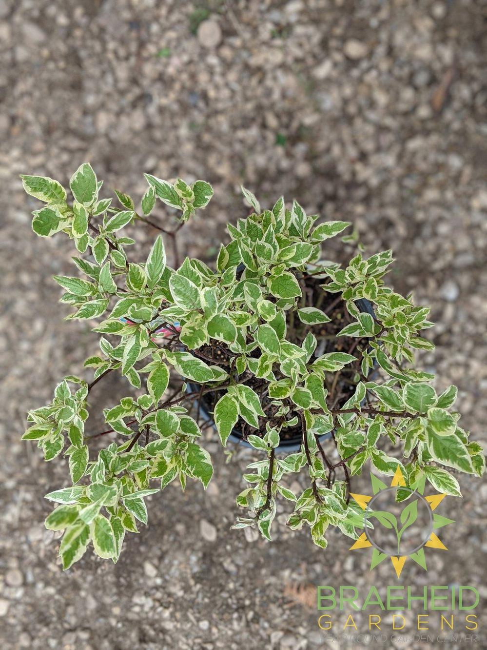 Ivory Halo® Dogwood