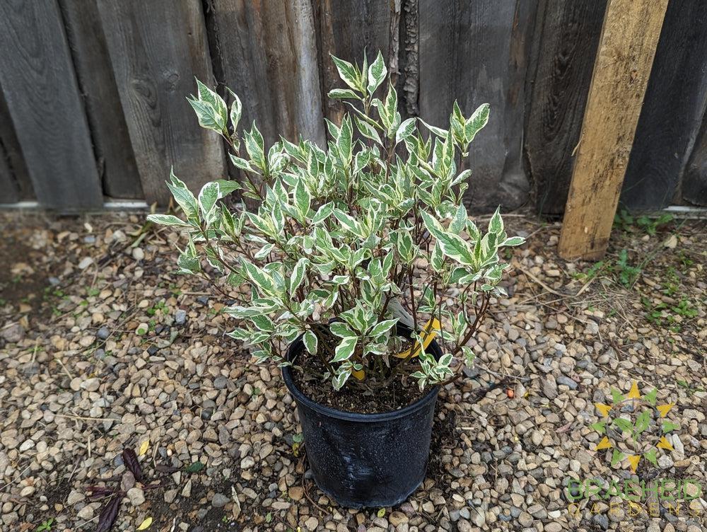 Ivory Halo® Dogwood