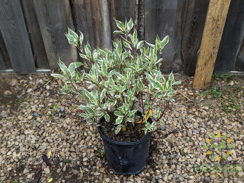 Ivory Halo® Dogwood