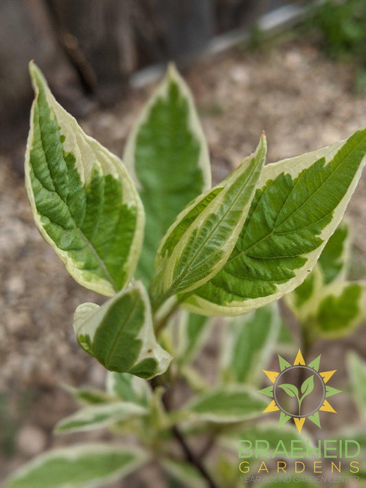 Ivory Halo® Dogwood