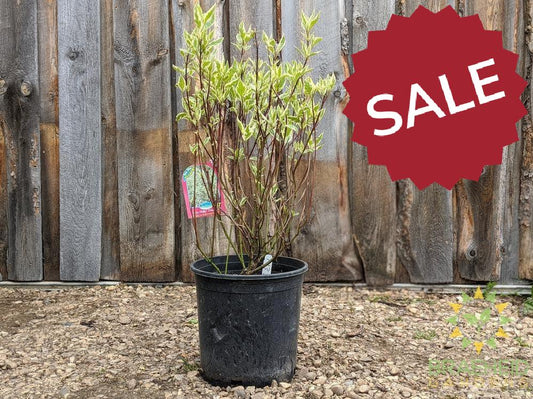 Ivory Halo® Dogwood