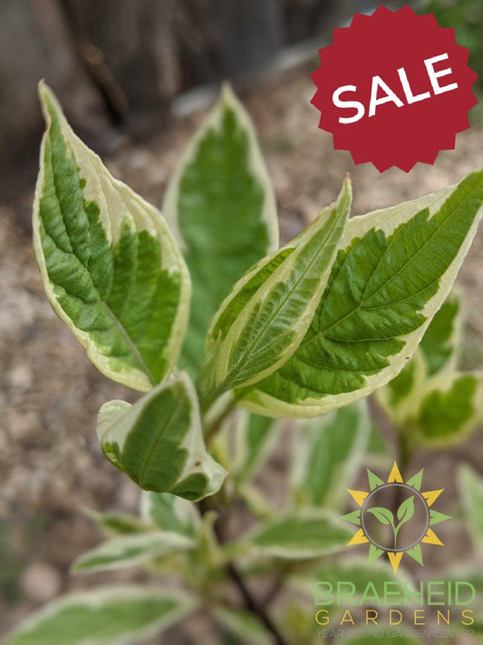 Ivory Halo® Dogwood