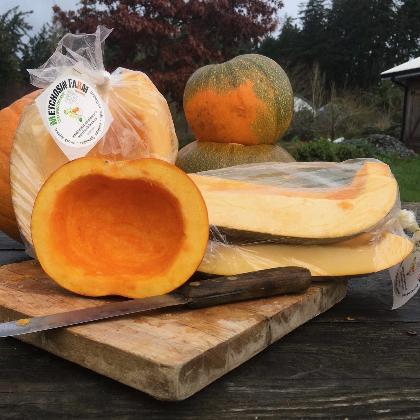 Jack O' Lantern Pumpkin