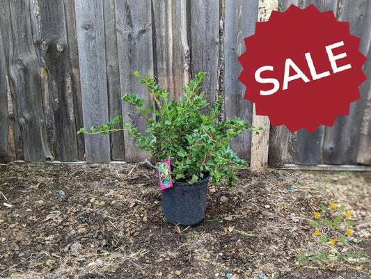 Buy Jahn's Prairie Gooseberry an Edible Shrub in Grande Prairie Alberta - Braeheid Gardens Ltd.