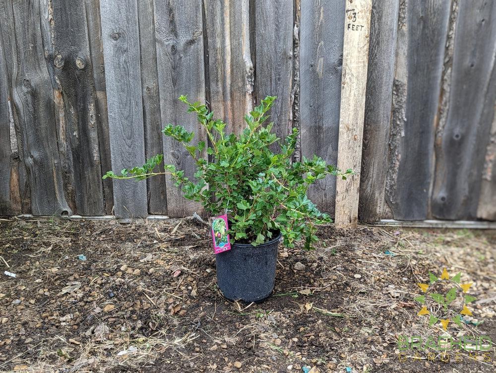 Buy Jahn's Prairie Gooseberry an Edible Shrub in Grande Prairie Alberta - Braeheid Gardens Ltd.