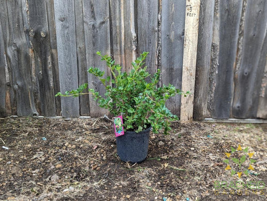 Buy Jahn's Prairie Gooseberry an Edible Shrub in Grande Prairie Alberta - Braeheid Gardens Ltd.