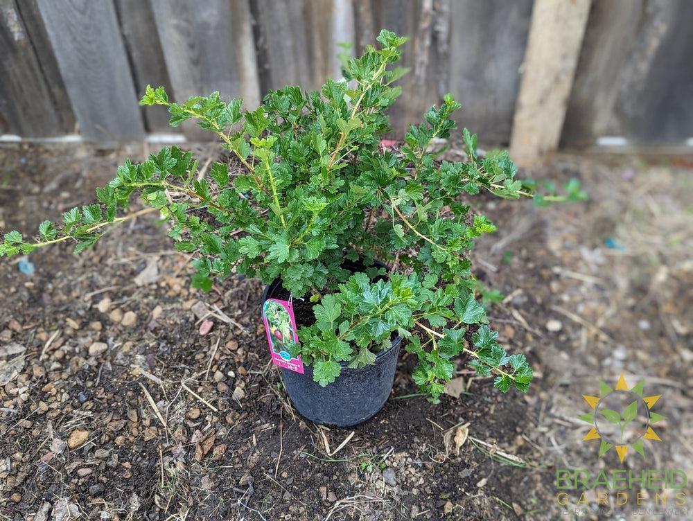 Buy Jahn's Prairie Gooseberry an Edible Shrub in Grande Prairie Alberta - Braeheid Gardens Ltd.