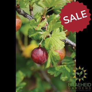 Buy Jahn's Prairie Gooseberry an Edible Shrub in Grande Prairie Alberta - Braeheid Gardens Ltd.