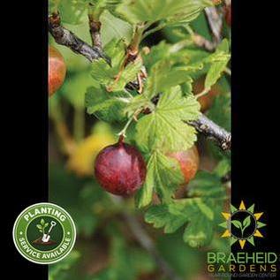 Buy Jahn's Prairie Gooseberry an Edible Shrub in Grande Prairie Alberta - Braeheid Gardens Ltd.