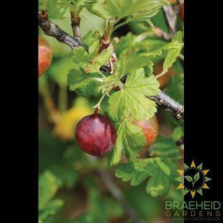 Buy Jahn's Prairie Gooseberry an Edible Shrub in Grande Prairie Alberta - Braeheid Gardens Ltd.