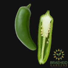 Jalapeño Pepper