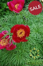Japanese Fernleaf Peony - NO SHIP -
