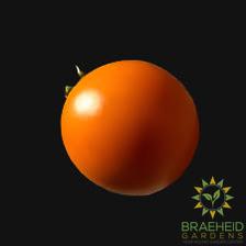 Jaune de Flamme Tomato