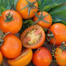 Jaune de Flamme Tomato