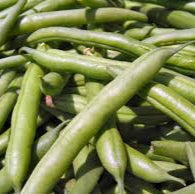 Jersey Pole Bean