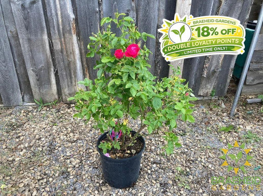 John Cabot Rose