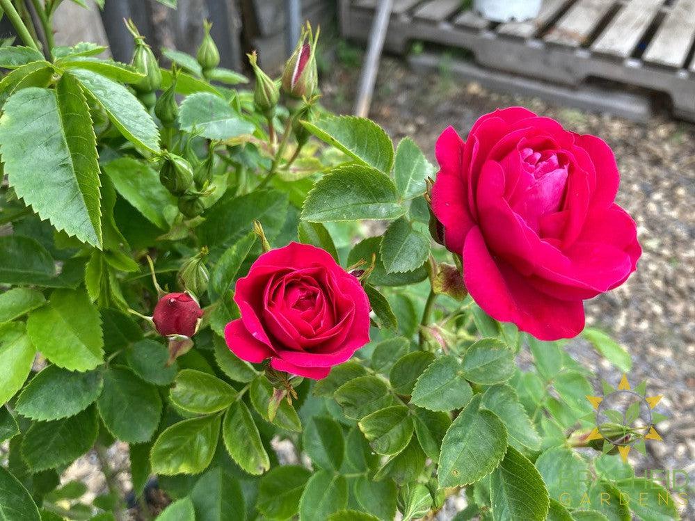 John Cabot Rose