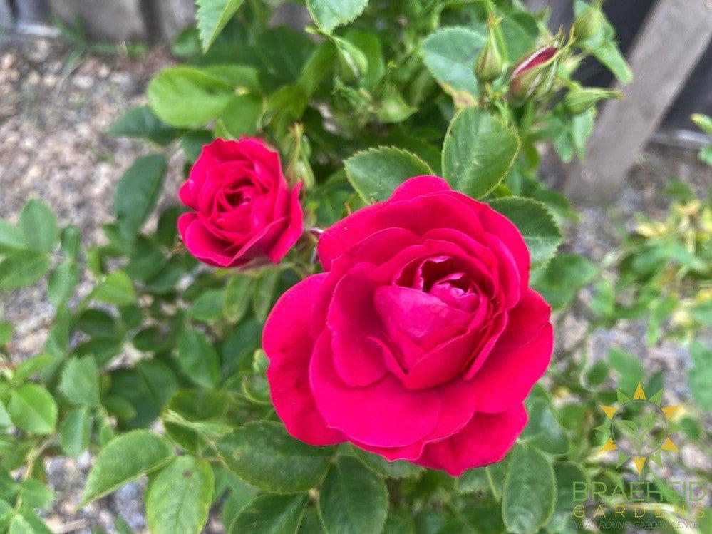 John Cabot Rose