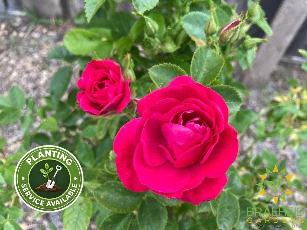 John Cabot Rose
