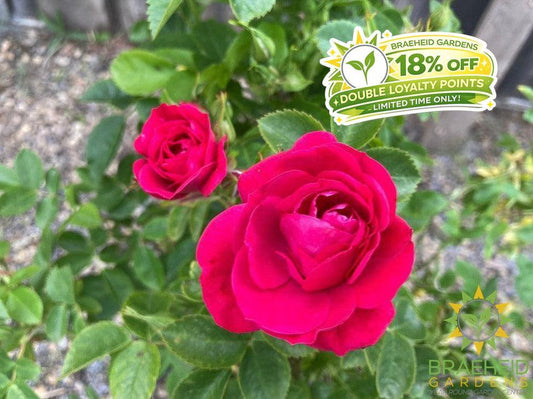 John Cabot Rose