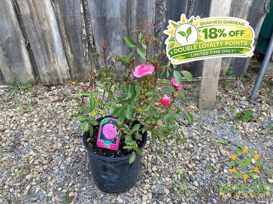 John Davis Rose