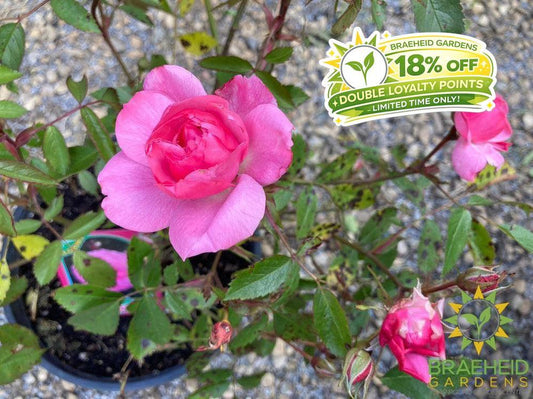 John Davis Rose